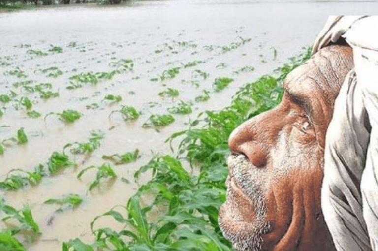 अवकाळी पावसामुळे शेतकरी हैराण; इगतपुरीत शेतपिकांचे नुकसान 
