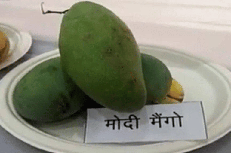 आता आला ‘मोदी आंबा’!
